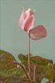 Cyclamen, Don Quartey
