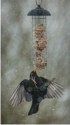Blackbird Feeding, Rose Atkinson