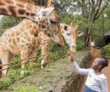 Feeding the Giraffes, Jackson Mabwai