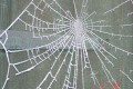 Don Quarty: Spiders Web