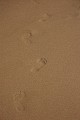 Mike Day: Beach Foot Prints