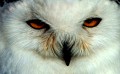Rex Bamber, Snowy Owl